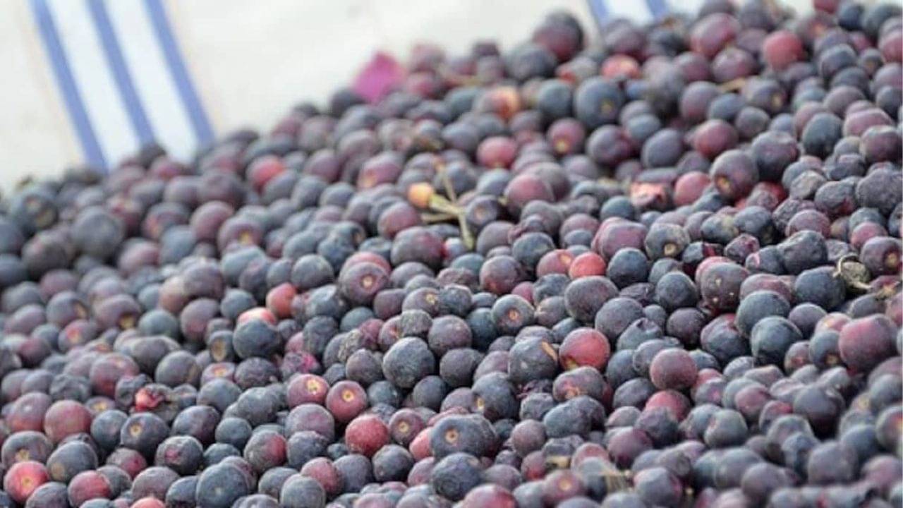Benefits of Phalsa: গ্রাম্য হলেও ফেলনা নয় ফলসা! গুণাগুণ বললেন পুষ্টিবিদ