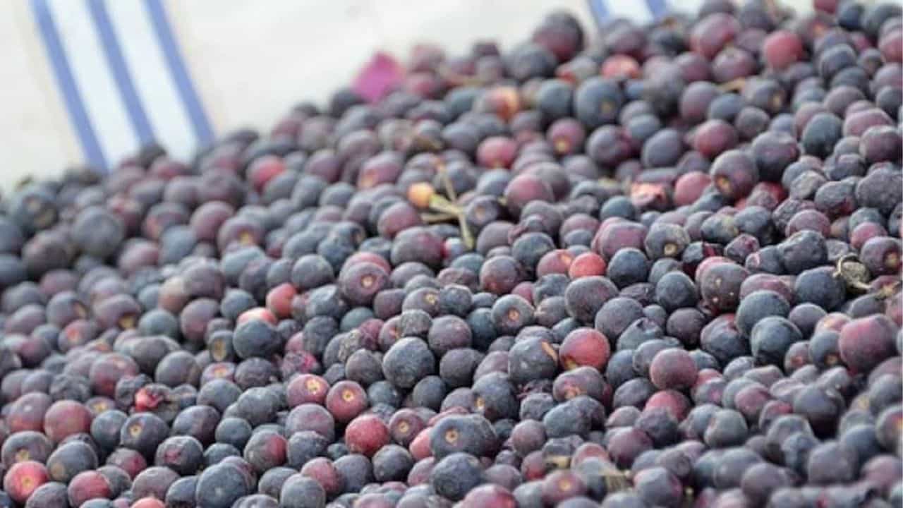 Benefits of Phalsa: গ্রাম্য হলেও ফেলনা নয় ফলসা! গুণাগুণ বললেন পুষ্টিবিদ Benefits of Phalsa: গ্রাম্য হলেও ফেলনা নয় ফলসা! গুণাগুণ বললেন পুষ্টিবিদ