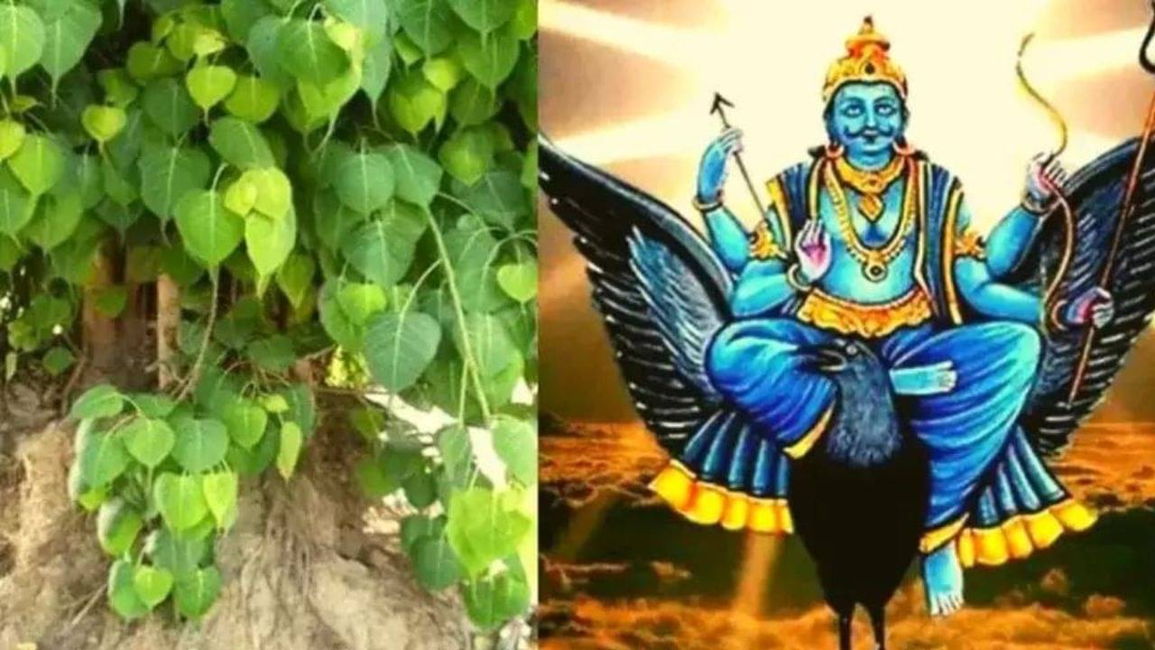 Saturday Remedies: রাতারাতি সাফল্য ও অর্থের জন্য প্রতি শনিবার এই গাছের পুজো করুন, কেটে যাবে শনির দোষও
