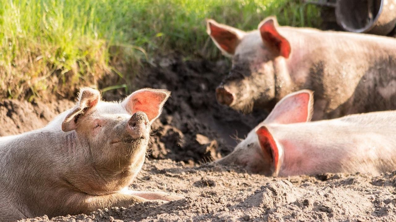 African Swine Fever Outbreak in Mizoram: রাতারাতি মারা গেল ৩৭ হাজার শূকর, আফ্রিকান সোয়াইন ফিভার নিয়ে আতঙ্ক