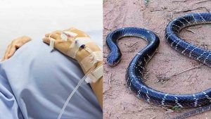 Snake bites pregnant woman: অন্তঃসত্ত্বার শরীরে কালাচ সাপের কামড়, বন্ধ হয়ে আসছে শ্বাস... যা করলেন বাঁকুড়ার চিকিৎসকেরা