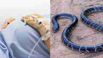 Snake bites pregnant woman: অন্তঃসত্ত্বার শরীরে কালাচ সাপের কামড়, বন্ধ হয়ে আসছে শ্বাস... যা করলেন বাঁকুড়ার চিকিৎসকেরা