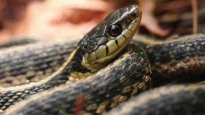 Snake Bites : সাপের ছোবল, কাটোয়া হাসপাতালে ভর্তি ১৪