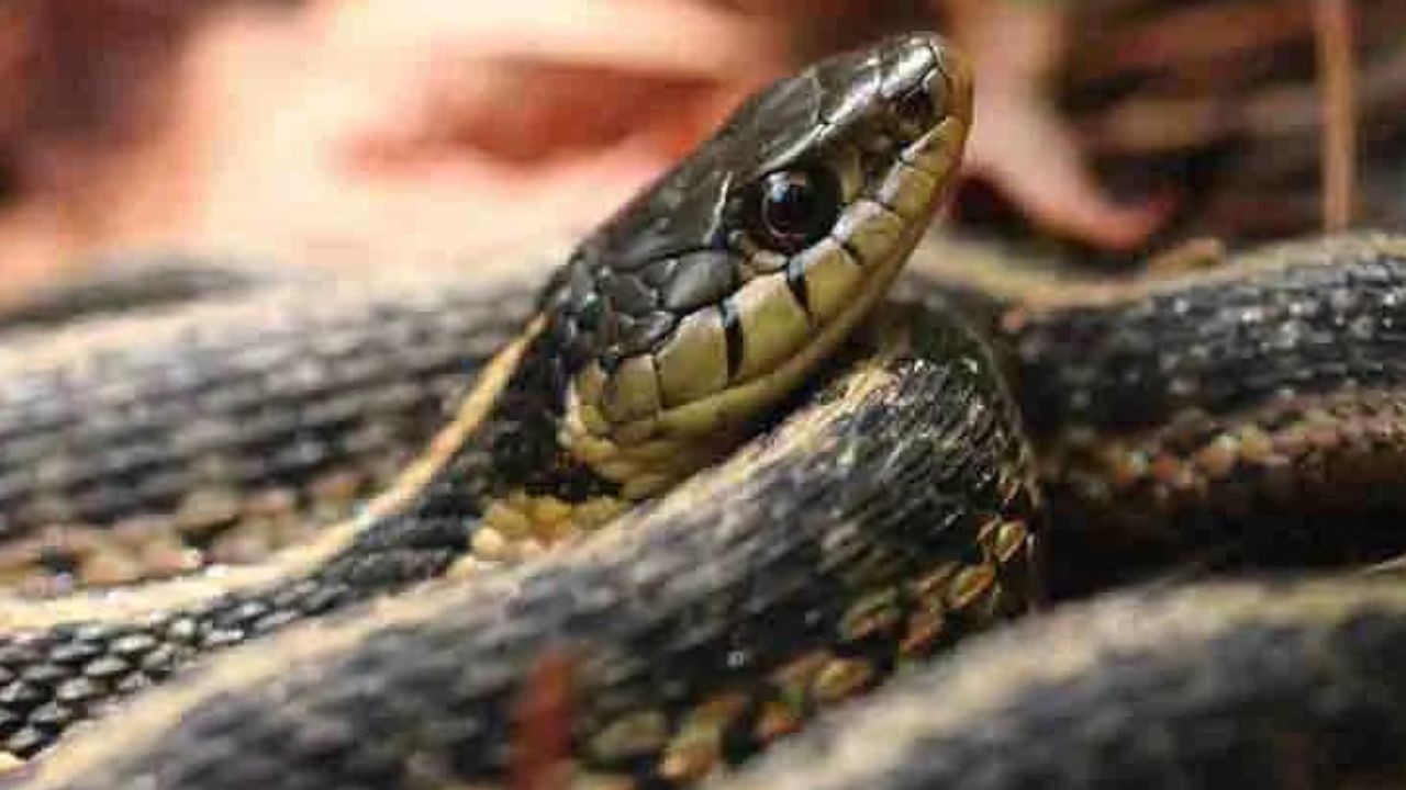 Snake Bite: সাপে কাটা ব্যক্তিকে ধুপ-ধুনো দিয়ে ভাসিয়ে দেওয়া হল কলার ভেলায়