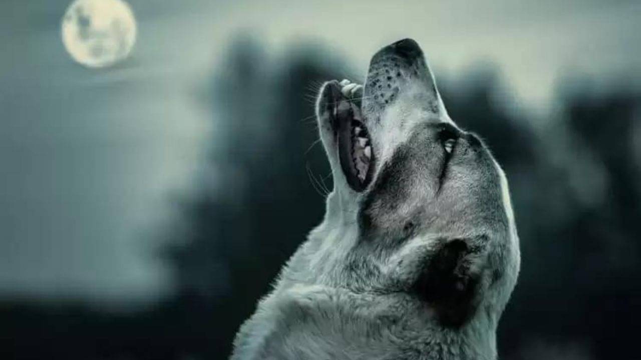 Superstition: মাঝরাতে কুকুর কেন কাঁদে? অন্ধবিশ্বাস না বিজ্ঞান, কোনটি যুক্তিযুক্ত?