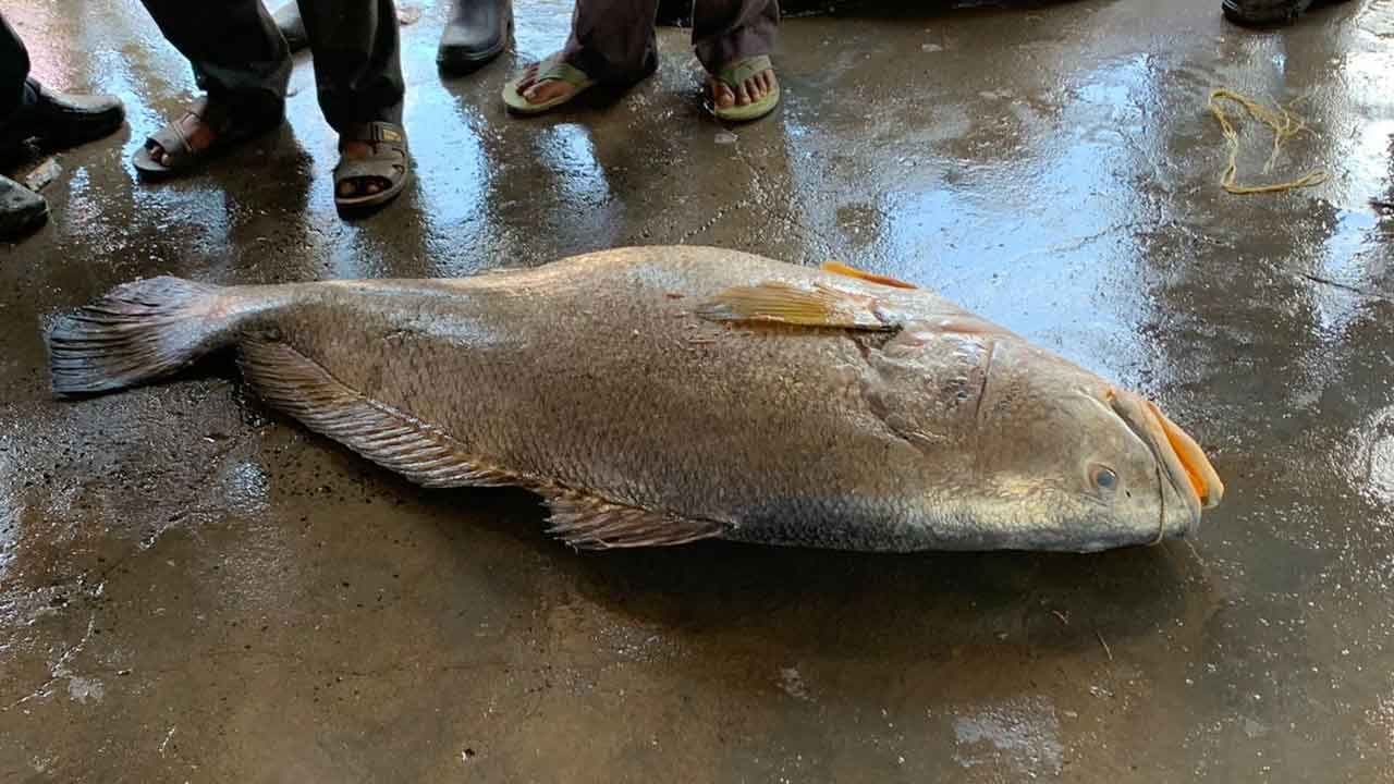 দিঘা ফিশারম্যান অ্যান্ড ফিশ ট্রেডার্স অ্যাসোসিয়েশনের অন্যতম কার্যকর্তা ও স্থানীয় আড়তদার নবকুমার পয়ড়্যা বলেন, ' এ মাছ বছরে ২-৪ টা ওঠে। যার জালে জড়ায় তারই কপাল খুলে যায়।'