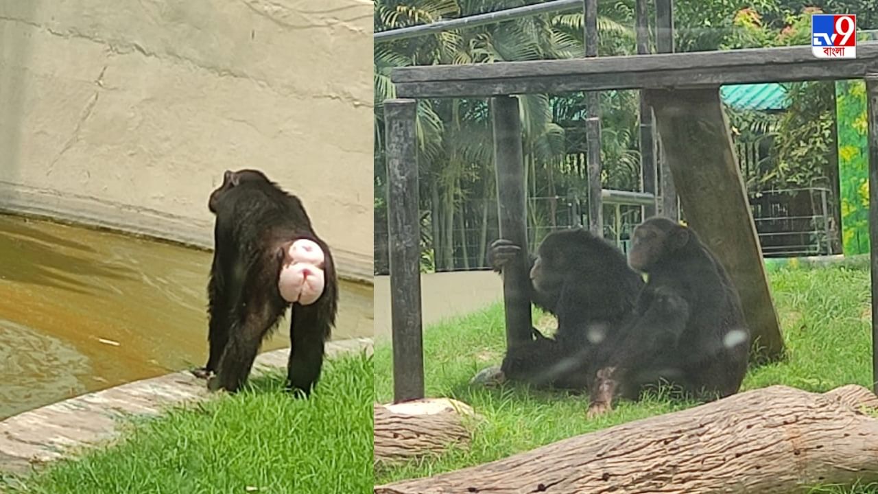 Alipur Zoo: ব্রেকফাস্ট দিতে দেরি, গোঁসা করে খাঁচা থেকে বেরিয়ে পড়লেন 'বুড়ি'! শিম্পাঞ্জিকে নিয়ে হুলস্থুল আলিপুর চিড়িয়াখানায়