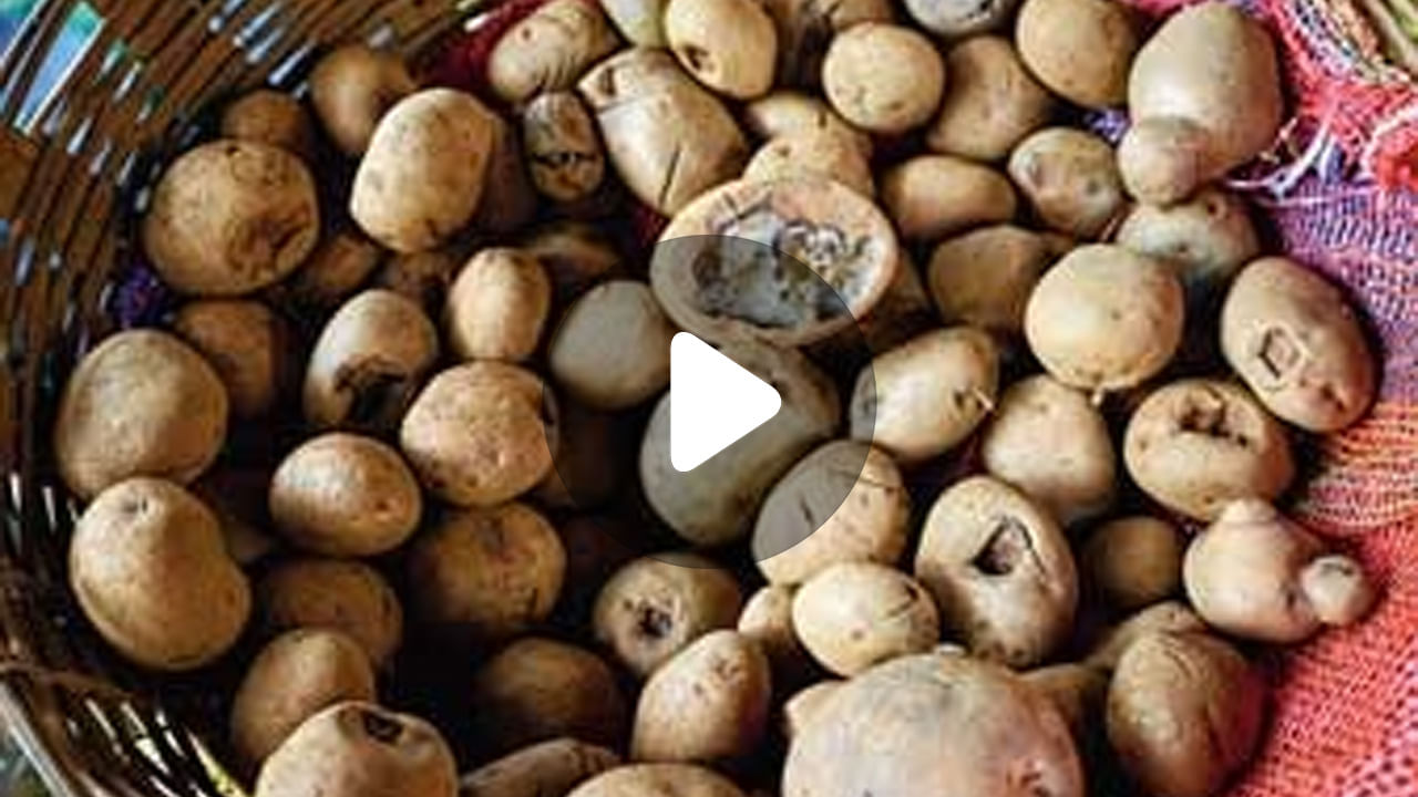 Potato Farming Problem: হিমঘরে ১ লক্ষ বস্তার আলুতে পচন, ক্ষতিপূরণ চেয়ে বিক্ষোভে চাষিরা