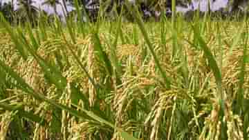 Bankura Cultivation: বৃষ্টি নেই, অশনি সঙ্কেত দেখছেন আমন ধানের চাষিরা