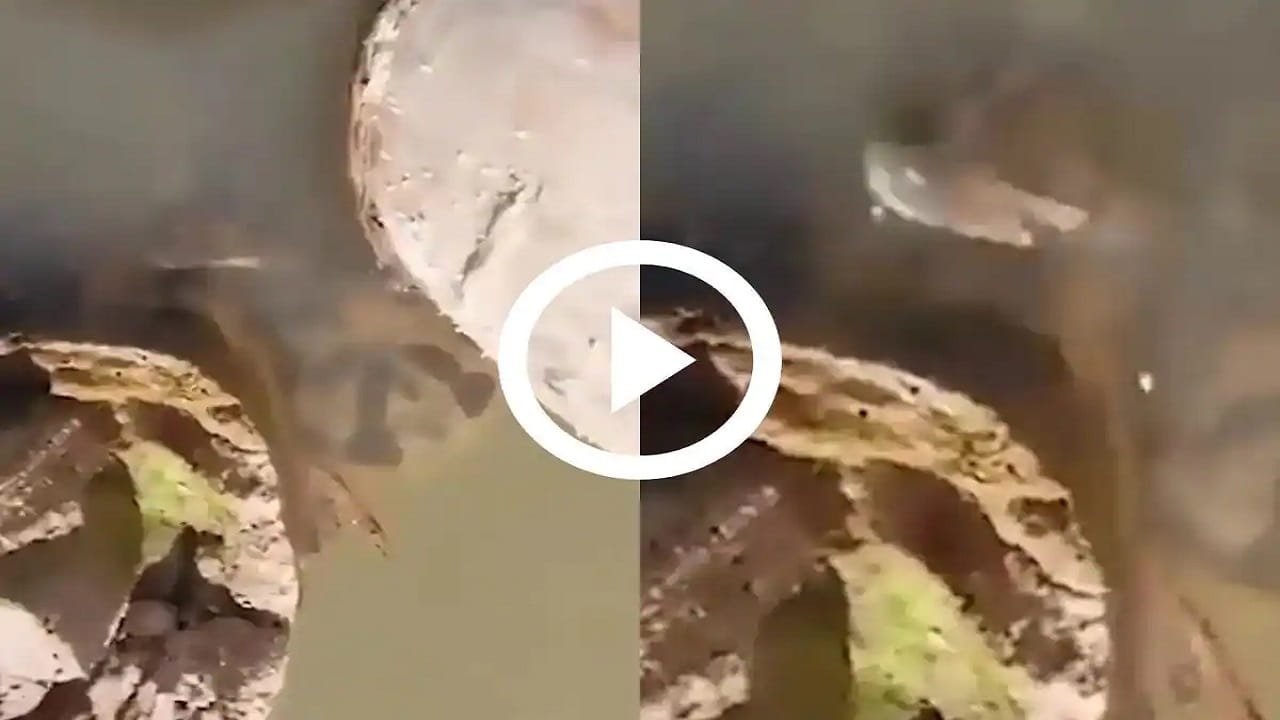 Viral Video জল থেকে লাফিয়ে নৌকায় ট্যুর গাইডকে কামড় বিশাল