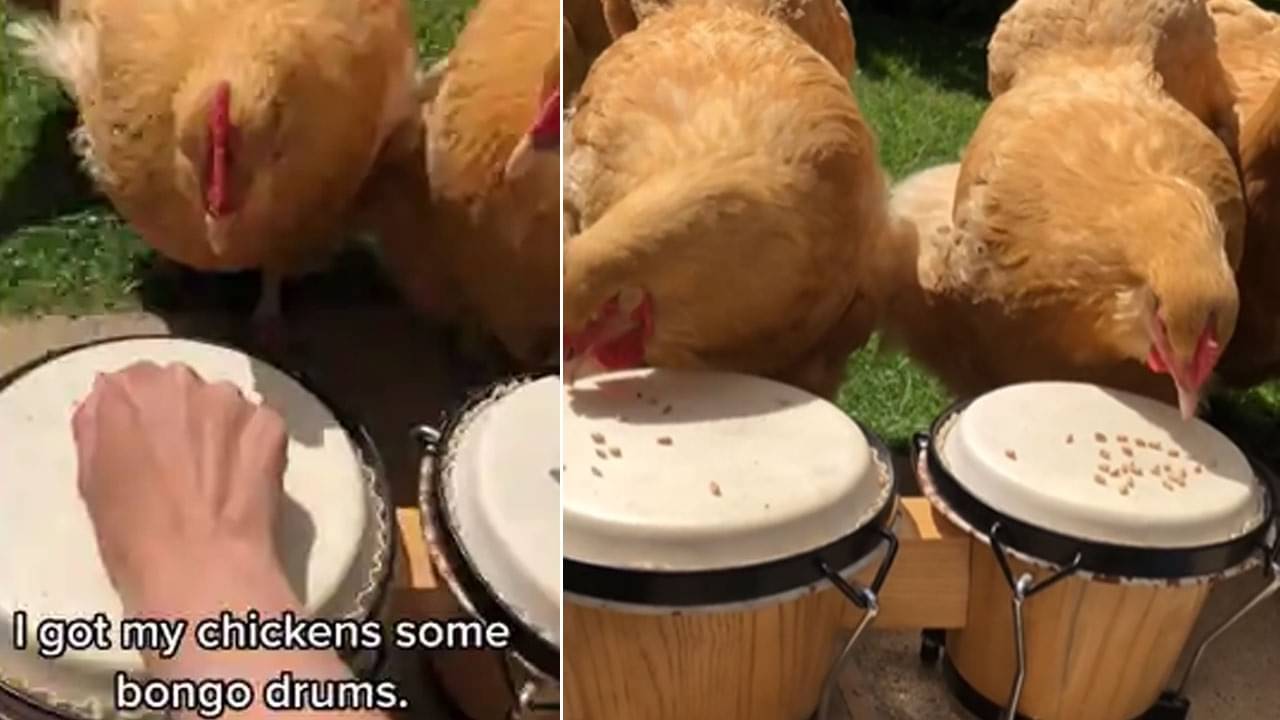 Viral Video: মালিকের চালাকিতে শেষে ড্রাম বাজাচ্ছে মুরগির বাচ্চারা, আওয়াজ শুনে মুগ্ধ নেটপাড়ার লোকজন