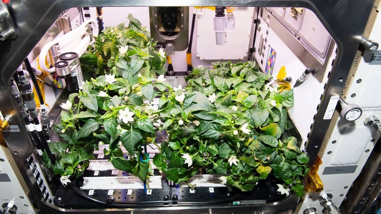 Asteroid Soil Crops: এবার ফসল ফলাতে গ্রহাণুর মাটি ব্যবহার করতে পারবেন মহাকাশচারীরা