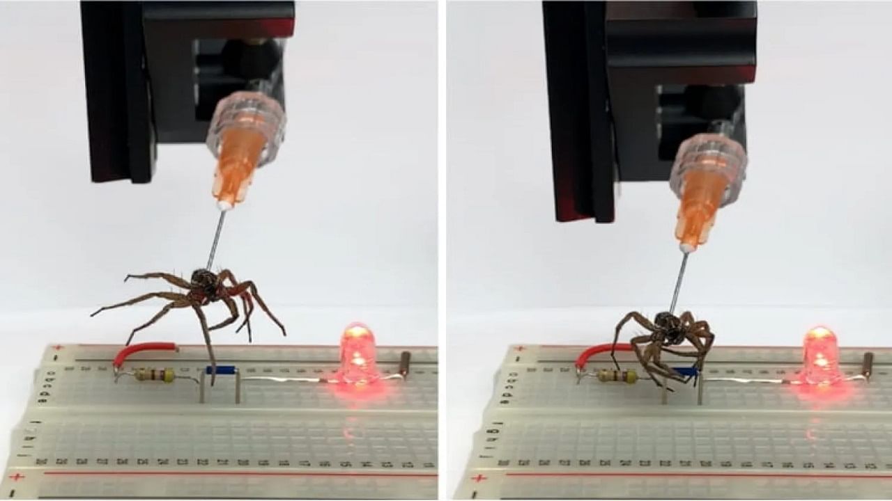 Dead Spiders Into Robots: মৃত মাকড়সারা এখন 'প্রাণহীন' রোবট, তুলছে ভারী জিনিসপত্র, তাক লাগালেন গবেষকরা