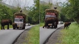 Viral Video: রেনকোট-ছাতা কিছুই নেই, ট্রাফিকে দাঁড়িয়ে বৃষ্টিতে ভিজছেন খাবার ডেলিভারি বয়, চোখে জল নেটিজ়েনদের