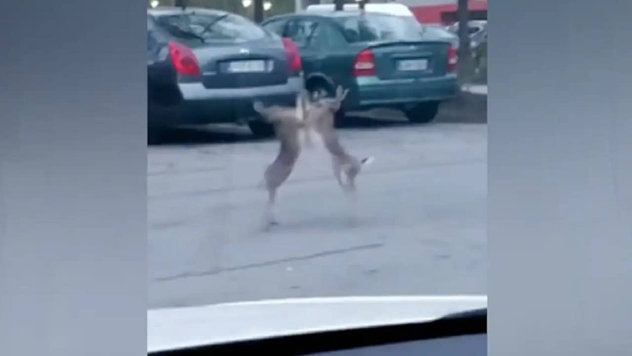 Viral Video: রাস্তার মাঝখানে লড়াই করছে দুই খরগোশ, ভিডিয়ো দেখে অবাক নেটপাড়ার লোকজন