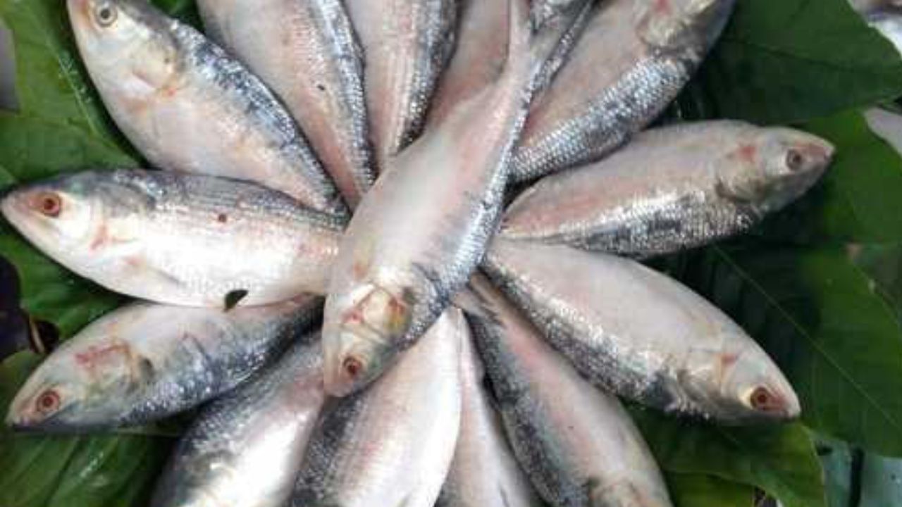 Bangladesh Hilsa: পুজোর আগে সুখবর! শারদীয়ায় বাঙালির পাতে জ্বলজ্বল করবে রুপোলি শস্য