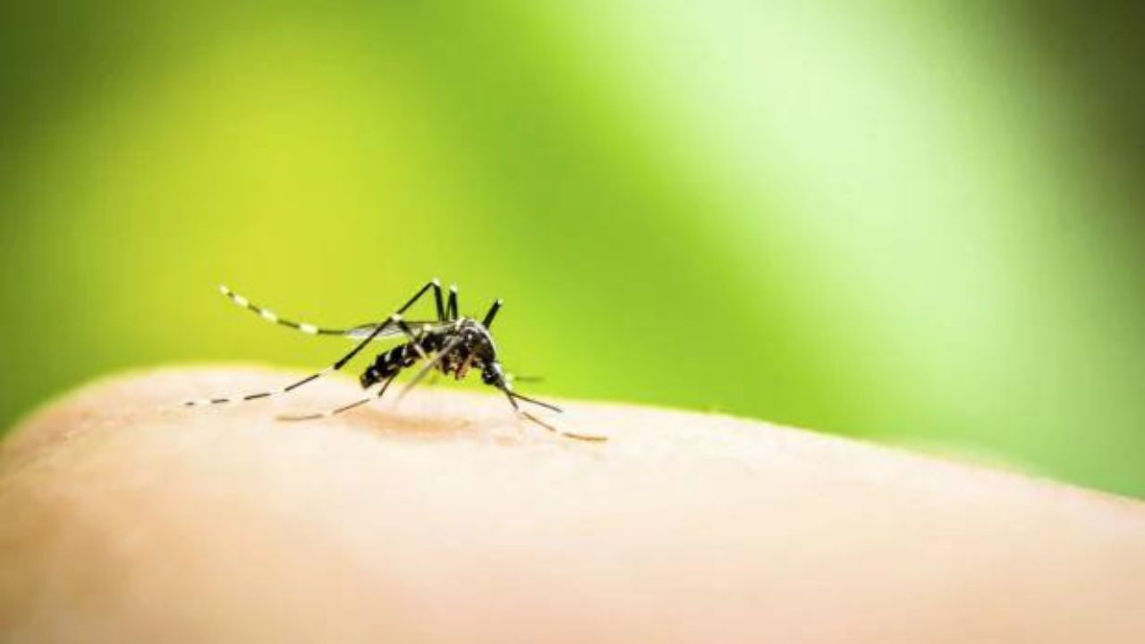 Dengue Fever: ডেঙ্গুর জ্বর কমাতে, প্লেটলেট বাড়াতে দারুণ কার্যকরী এই ভেষজগুলি!