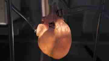 Piece Of Human Heart Grew: যুগান্তকারী আবিষ্কার! হৃদরোগের ওষুধ-থেরাপির সন্ধানে মানব হৃৎপিণ্ডের টুকরোই বানিয়ে ফেললেন বিজ্ঞানীরা