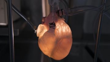 Piece Of Human Heart Grew: যুগান্তকারী আবিষ্কার! হৃদরোগের ওষুধ-থেরাপির সন্ধানে মানব হৃৎপিণ্ডের টুকরোই বানিয়ে ফেললেন বিজ্ঞানীরা