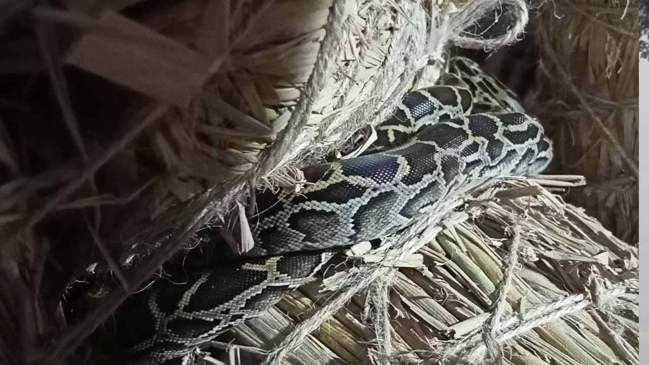 Snake in Jalpaiguri: অসুরের গলায় পেঁচিয়ে পাইথনের ছানা, মাটি লেপতে গিয়ে কেঁপে উঠলেন শিল্পী