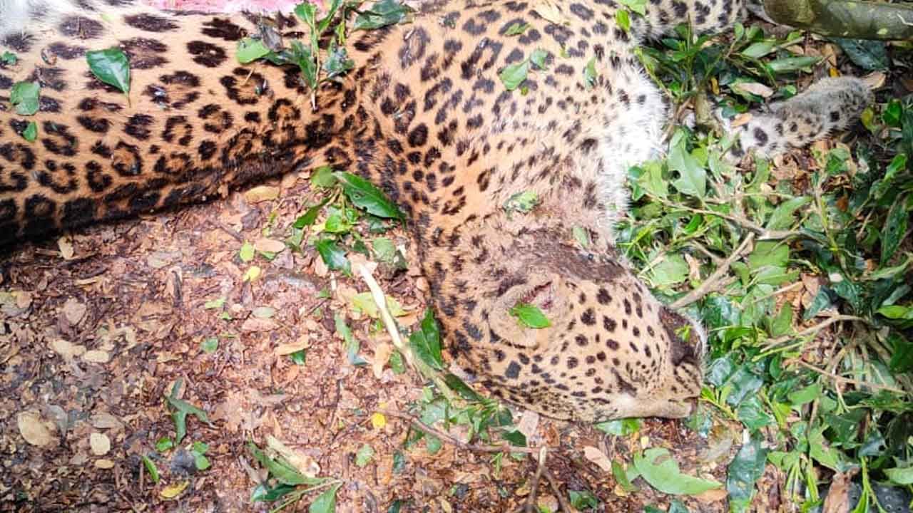 Jalpaiguri Leopard: ক্ষতবিক্ষত শরীর, পাশেই পড়ে এক ছাগলের দেহ, চা বাগানে চিতাবাঘের মৃত্যু ঘিরে ধোঁয়াশা