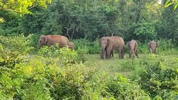 Jhargram Elephant: ঝাড়গ্রামে হাতির হানায় মৃত্যু এক মহিলার, ৮টি বাড়ি ভেঙে গুঁড়িয়ে দিল দাঁতাল