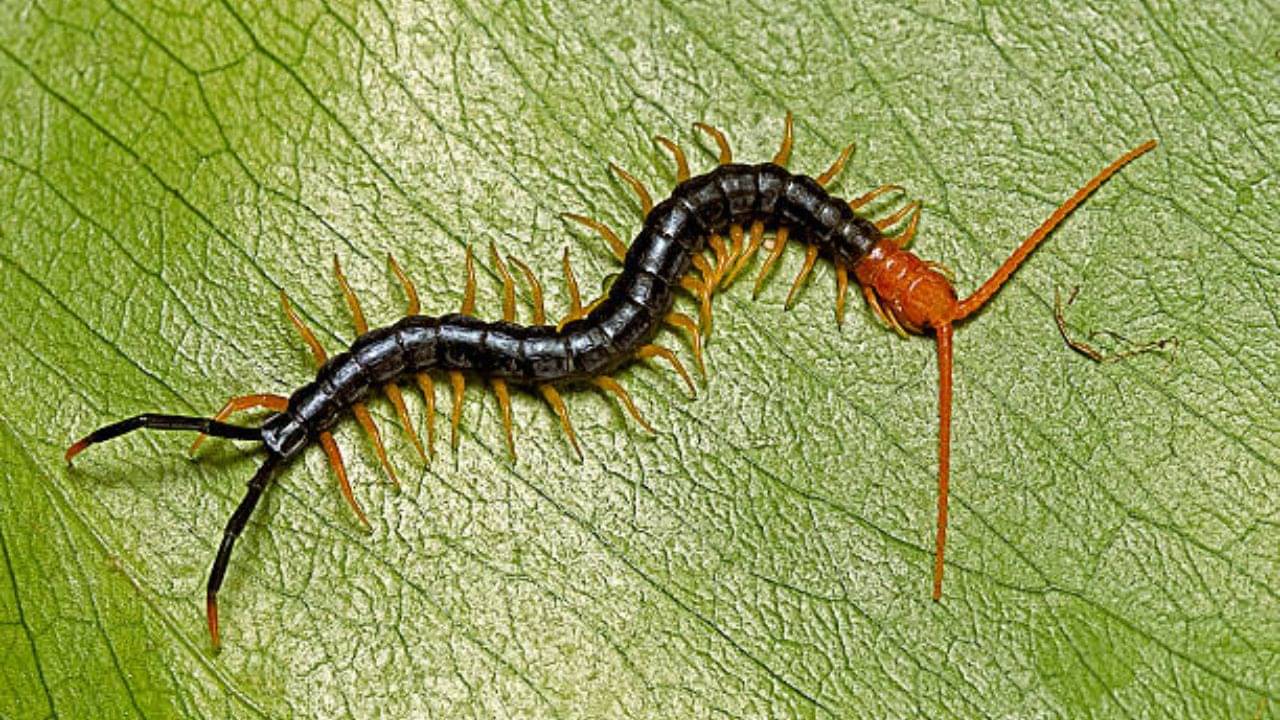 Kankhajura Vastu Tips: বর্ষায় বাড়িতে বিছের উপদ্রব বাড়ে? বাস্তুমতে ঘরের কোন কোণে দেখলেই বুঝবেন শুভ না অশুভ