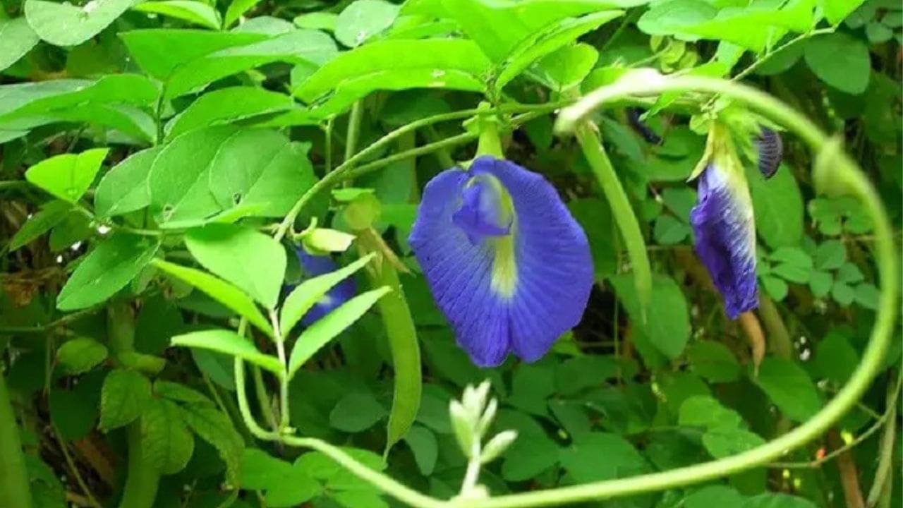 Laxamana plant: বাড়িতে লাগান অতিপরিচিত গ্রামবাংলার এই গাছ, কোনওদিন সুখ-সম্পদের অভাব হবে না!