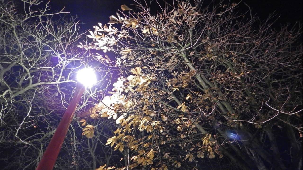 Light Pollution: শহরের গাছপালার স্বাভাবিক ছন্দকে প্রভাবিত করছে রাতের কৃত্রিম আলো থেকে সৃষ্ট দূষণ, গবেষণায় চাঞ্চল্যকর তথ্য