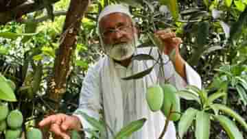 Indias Mango Man : ৩০০ সন্তানের বাবা, গাছে ফলান ঐশ্বর্য, সচিন আম!