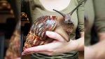 Giant African Land Snails: আতঙ্কের নাম যখন দৈত্যাকার শামুক! খাদ্যাভাব, মৃত্যুভয়ে গোটা শহরে কোয়ারেন্টাইন