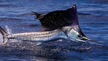 Florida Sailfish Attack: 'খুনে মাছ' আচমকা জল থেকে লাফিয়ে মহিলার কুঁচকিতে করল 'ছুরিকাঘাত'! অবিশ্বাস্য হলেও সত্যি