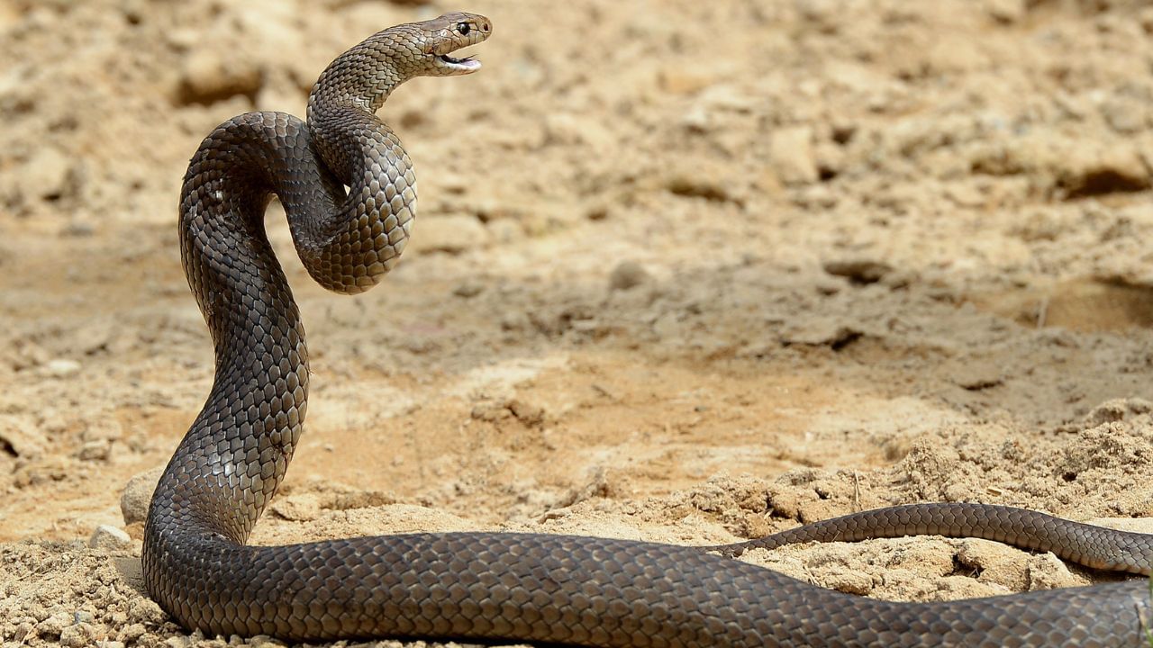 Snake In Train: এক্সপ্রেস ট্রেনের কামরায় ব্যাগের নিচে সাপ, ১ ঘণ্টা তল্লাশি চালিয়ে খুঁজে পেল না বন দফতর