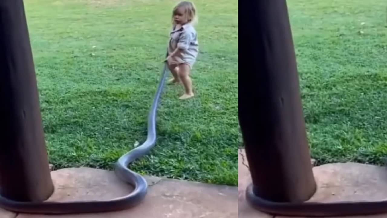 Viral Video: সাপের সঙ্গে ছেলেখেলা একরত্তির! ভিডিয়ো দেখে হতবাক নেটিজ়েনরা