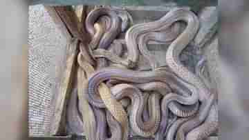 Snake : কারও বাড়িতে, কোথাও দোকানে, ১২টি গোখরো উদ্ধার ধূপগুড়িতে