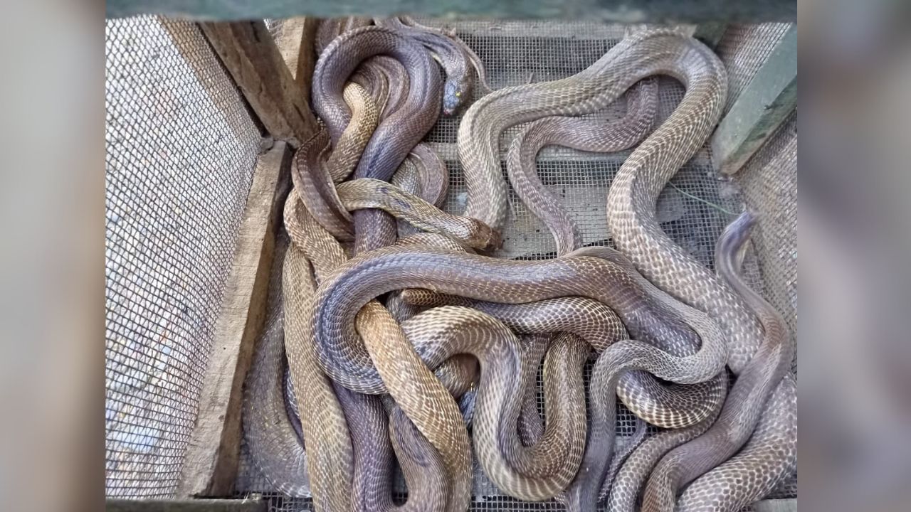 Snake : কারও বাড়িতে, কোথাও দোকানে, ১২টি গোখরো উদ্ধার ধূপগুড়িতে