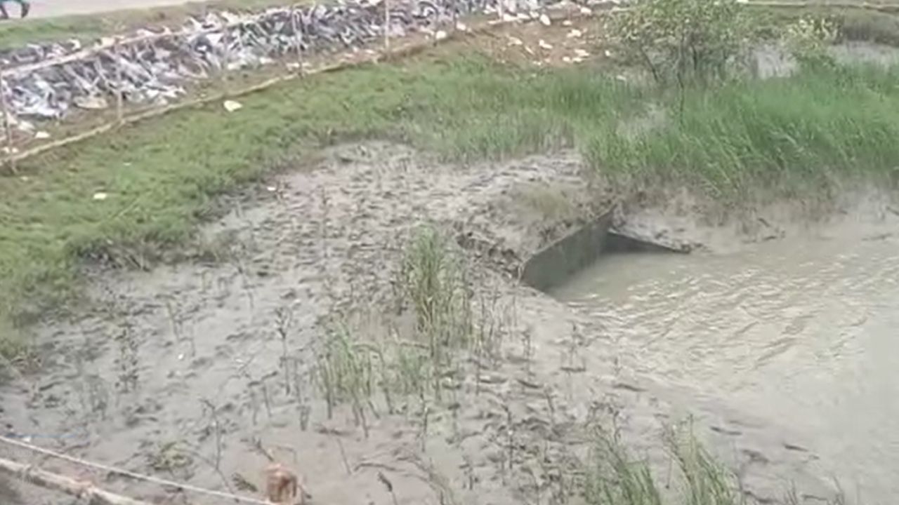 Sundarban: নেই অবস্থার উন্নতি, বৃষ্টির জল পড়তেই তেজ বাড়ছে নদীগুলির, সব হারানোর আশঙ্কায় সুন্দরবন