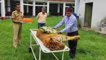 Royal Bengal Tiger Death : দেহে কুমিরের সঙ্গে লড়াইয়ের ক্ষত, রাজার মতোই শেষ বিদায় রয়্যাল বেঙ্গল টাইগার রাজার