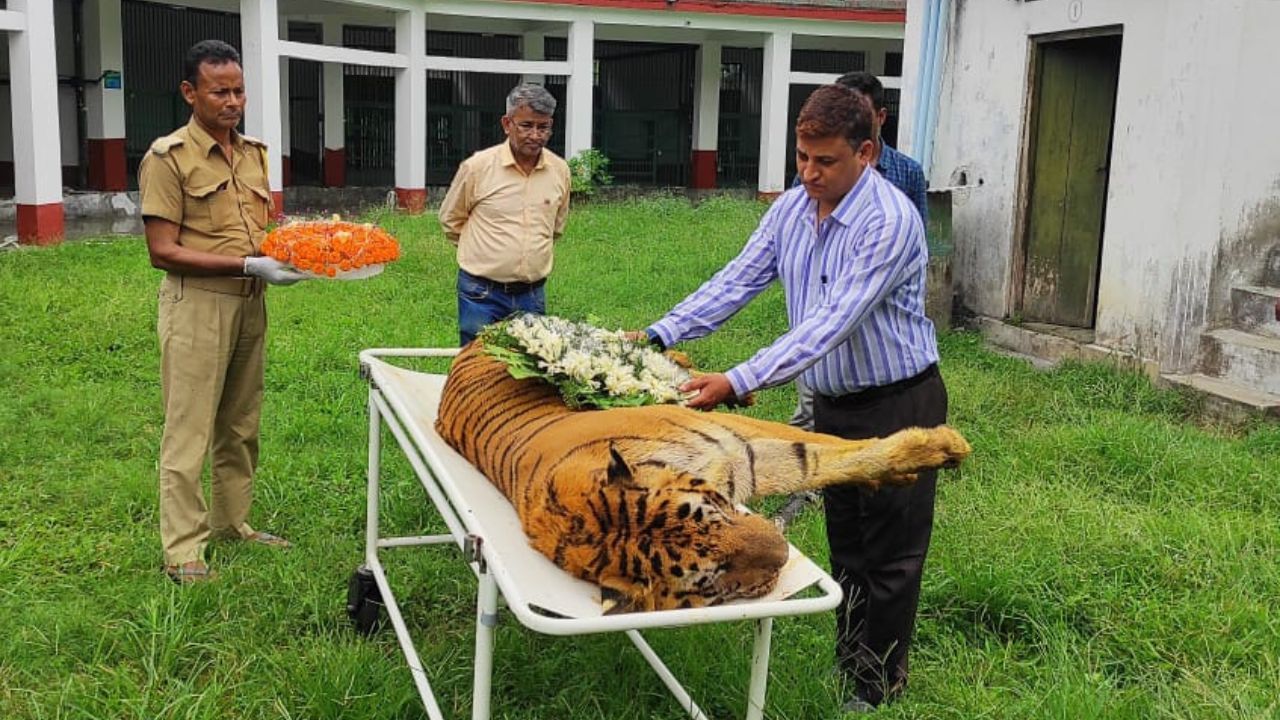 Royal Bengal Tiger Death : দেহে কুমিরের সঙ্গে লড়াইয়ের ক্ষত, রাজার মতোই শেষ বিদায় রয়্যাল বেঙ্গল টাইগার 'রাজা'র