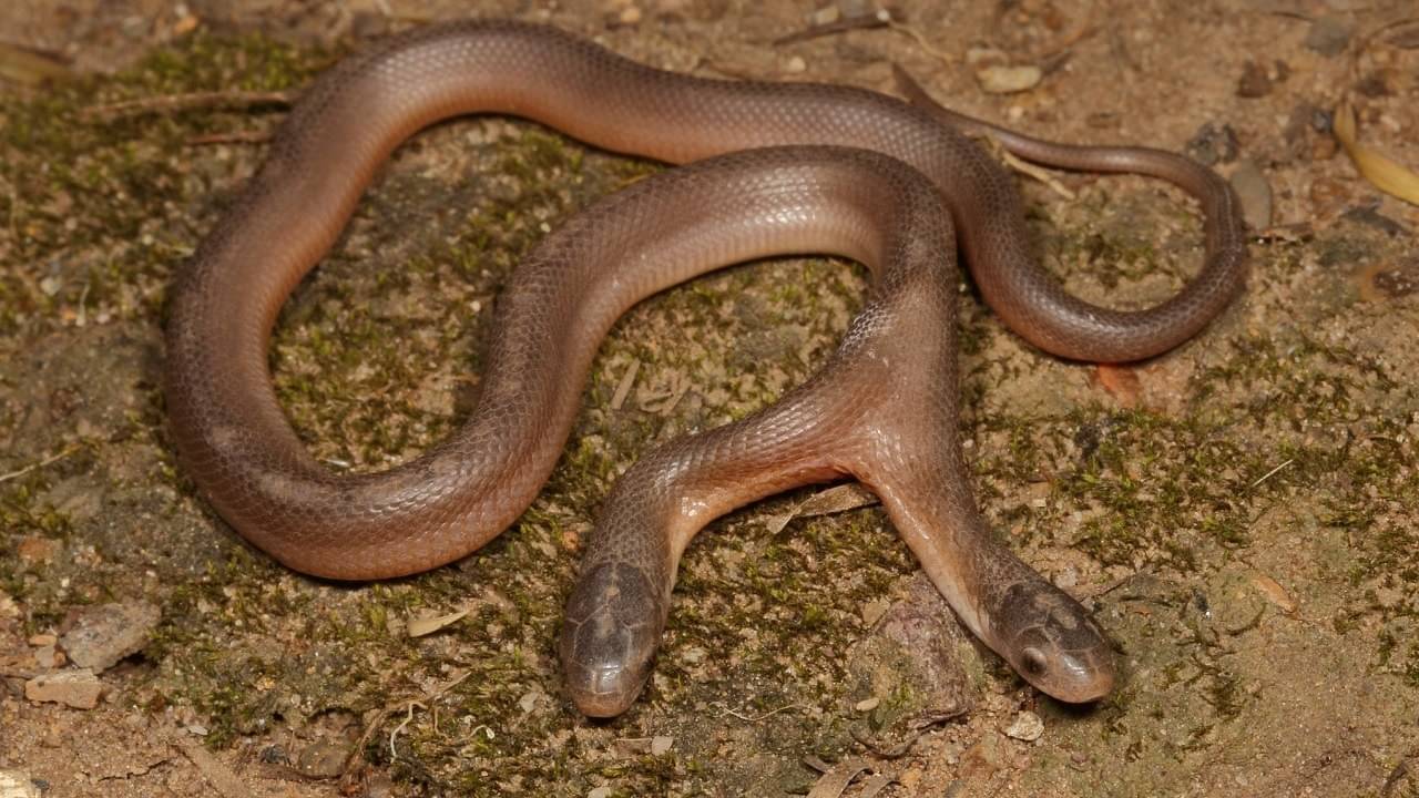 Viral: দক্ষিণ আফ্রিকায় দুই মাথার বিরল সাপের সন্ধান, বিশ্বজুড়ে তীব্র হইচই
