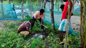 Malda: ১০০ দিনের কাজে ১০ কোটির দুর্নীতির অভিযোগ! দায়ের জনস্বার্থ মামলা, কাঠগড়ায় প্রধান-উপপ্রধান