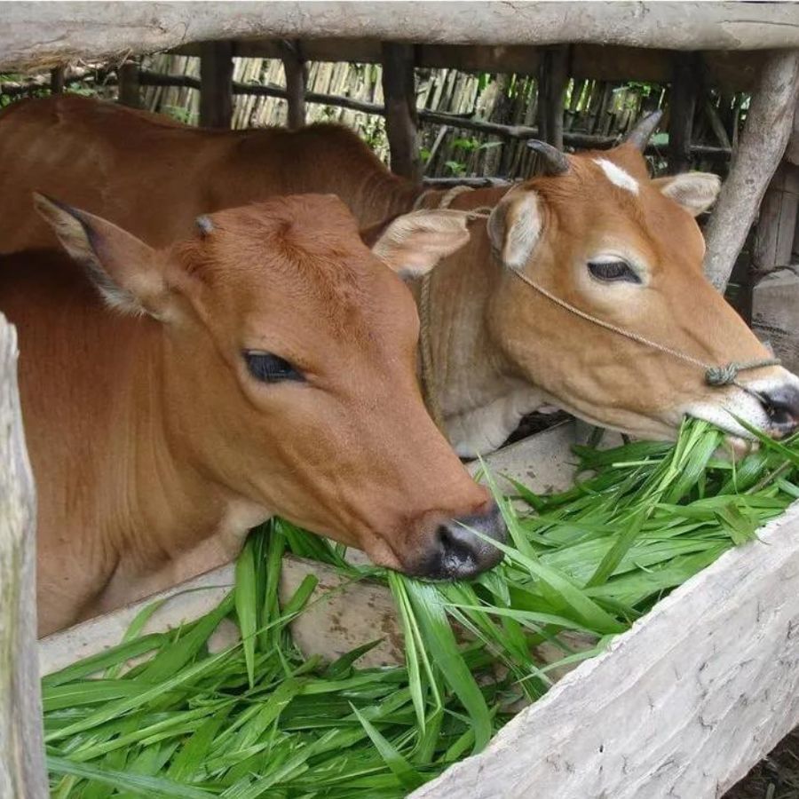 এই পবিত্র সময়ে নিয়মিত গরুকে খাবার দিন, পরিচর্চা করুন। গাভীর সেবার করলে শিব সন্তুষ্ট হন। গরুর দুধ দিয়ে সিবলিঙ্গে অভিষেক করলে শিবের বিশেষ কৃপা পাওয়া যায়। এছাড়া এসময় শিবকে গরুর দুধ থেকে তৈরি ক্ষীর প্রসাদ হিসেবে নিবেদন করতে পারেন।