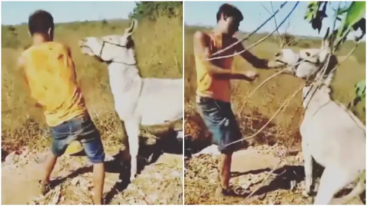 Viral Video: শান্ত-নিরীহ গাধাকে বেধড়ক মারধর যুবকের, নিমেষে কর্মের ফলও পেয়ে গেলেন