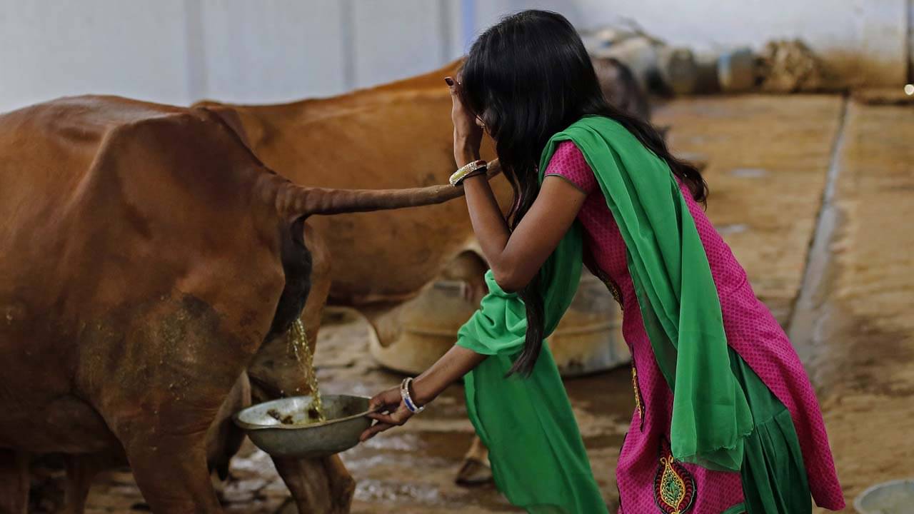 গোমূত্র কেনার উদ্যোগ নিল এ রাজ্যের সরকার! প্রতি লিটারে দাম...