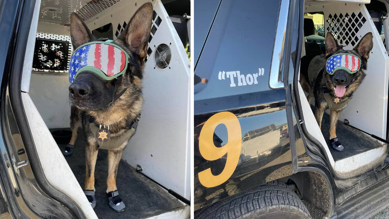 Bizarre: পায়ে জুতো, চোখে সানগ্লাস!  প্রবল গরমেও চোর ধরতে তৈরি পুলিশের কুকুর