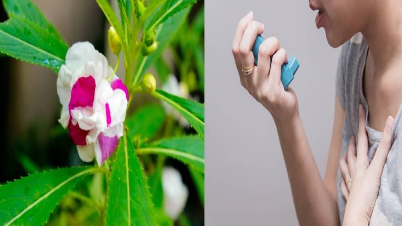 Ayurveda: জ্বর থেকে শ্বাসকষ্ট, বর্ষার এই দেশি ফুলেই হবে সব রোগ কুপোকাত