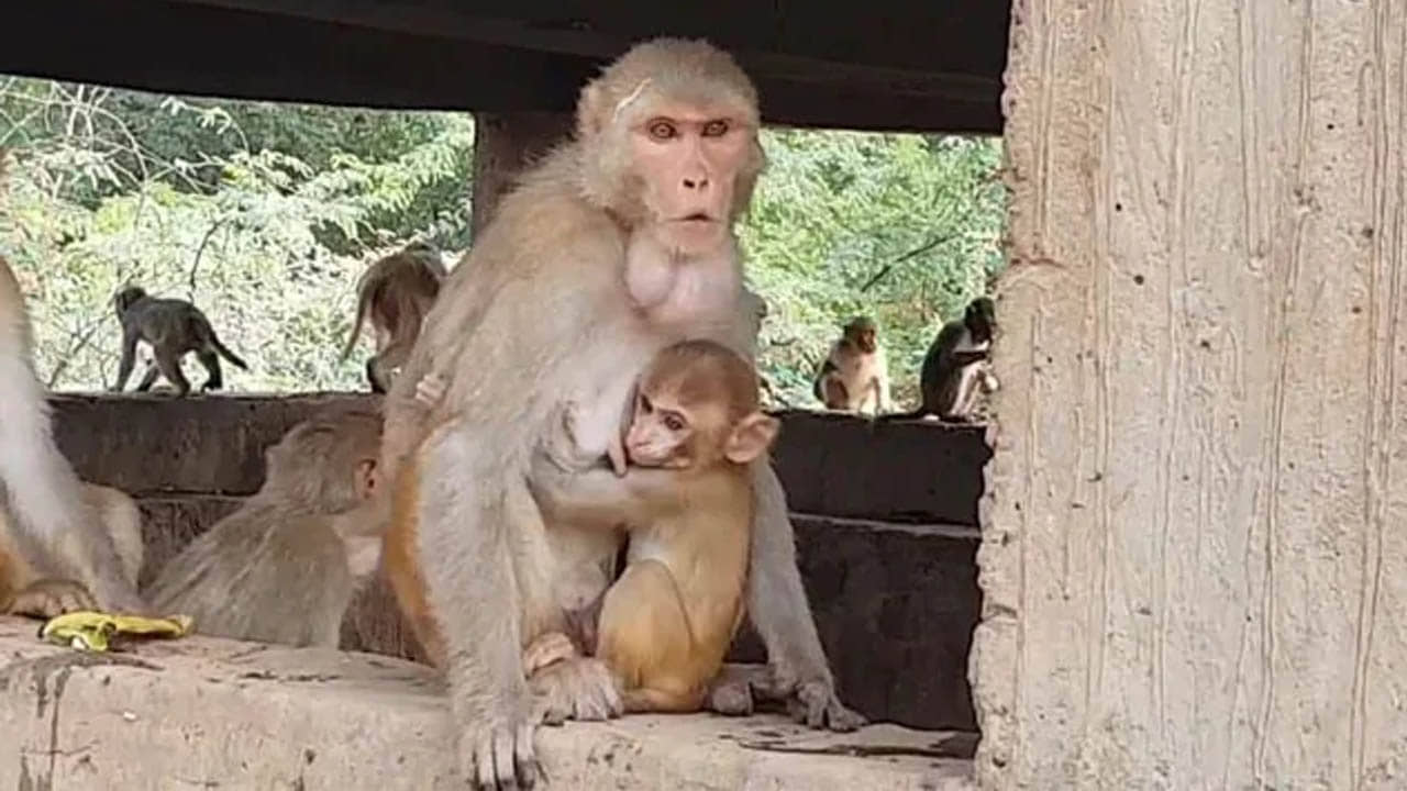 Uttar Pradesh: তিন তলা থেকে চার মাসের শিশুকে ছুড়ে ফেলল বাঁদরের দল!