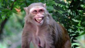 Monkey Attack: দাঁত মুখ খিঁচিয়ে ধেয়ে এসে রক্তারক্তিকাণ্ড করছে, হনুমানের অত্যাচারে মাথায় হাত এলাকাবাসীর