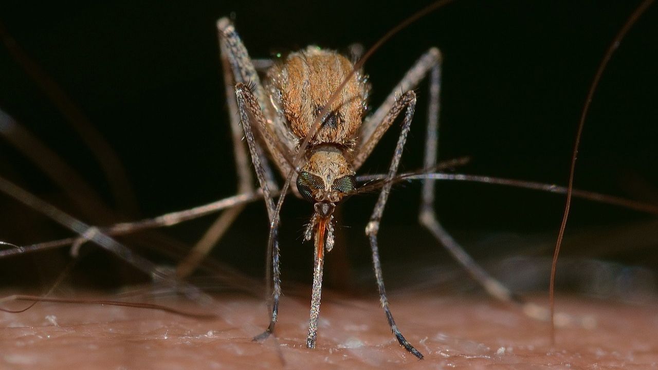 Japanese Encephalitis: ঘাড়ে নিঃশ্বাস ফেলছে নতুন বিপদ, ১৫ দিনেই জাপানিজ এনসেফালাইটিসে মৃত ২৩