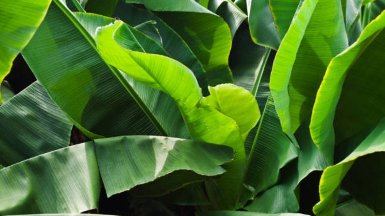 Vastu Shastra এইভাবে বাড়িতে কলাগাছ লাগান, বৃহস্পতি থাকবে তুঙ্গে আসবে